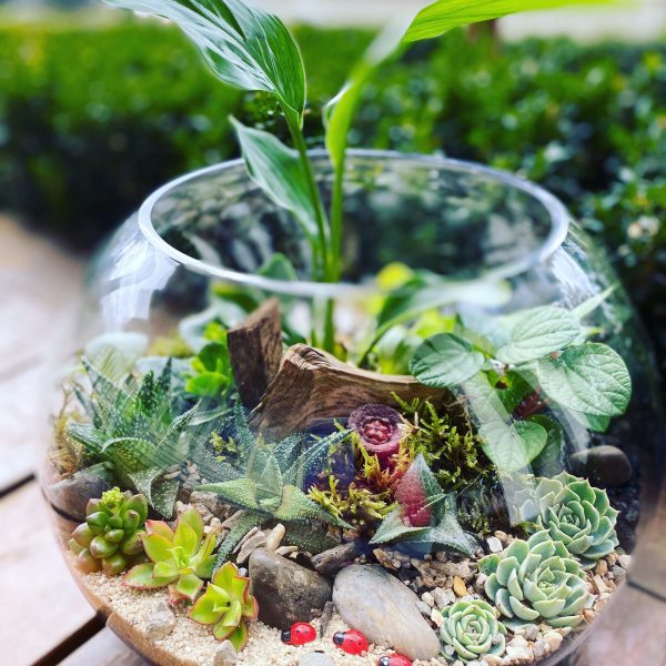 Terrariums